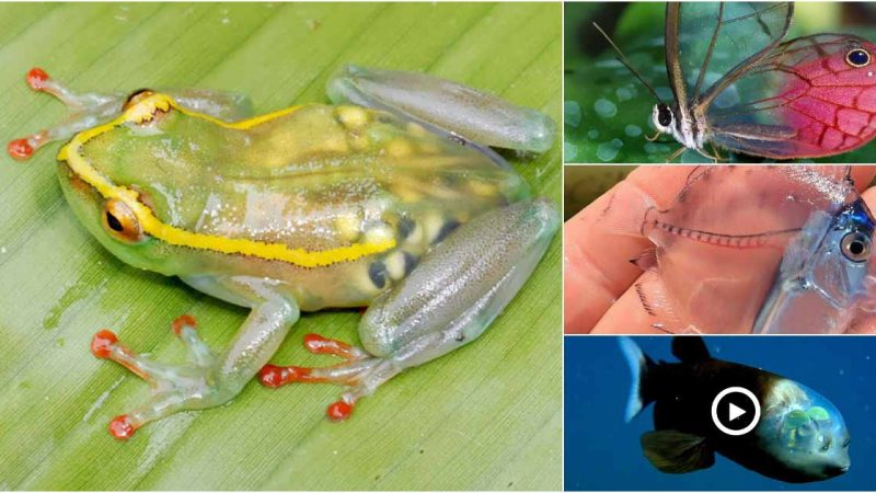 The body is nearly translucent, so the animals have to look attentively to see