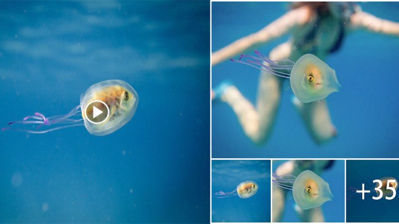 Photographer Captures One-of-a-Kind Images of a Fish Trapped Inside a Jellyfish