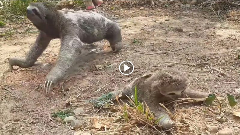 The gorgeous moment a baby sloth is reunited with its mother, after being separated by a fire.