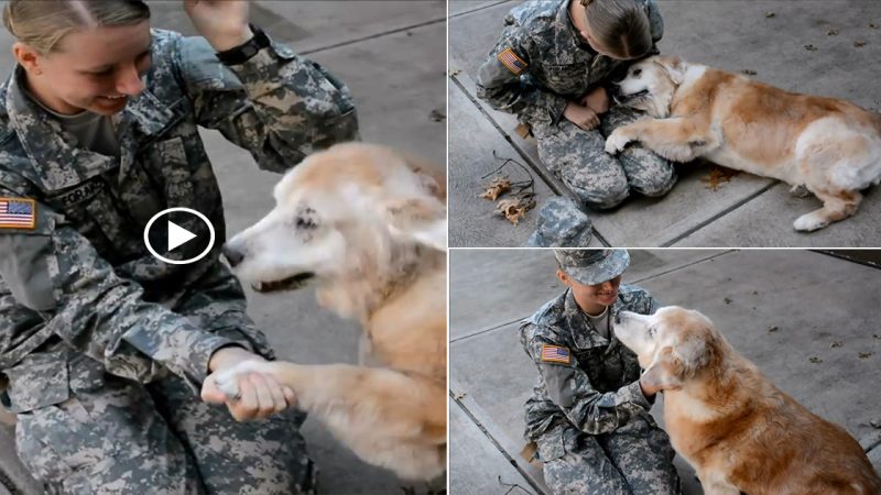 Touching story of an old dog who shed tears of joy when he saw his best friend being discharged from the army