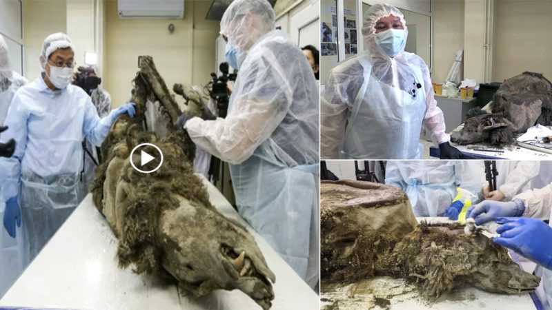 Unbelievable after 3,500 years old, the body of an almost perfectly preserved brown bear was found in the Arctic