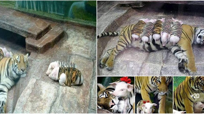 A tiger mother lost her cubs to premature birth