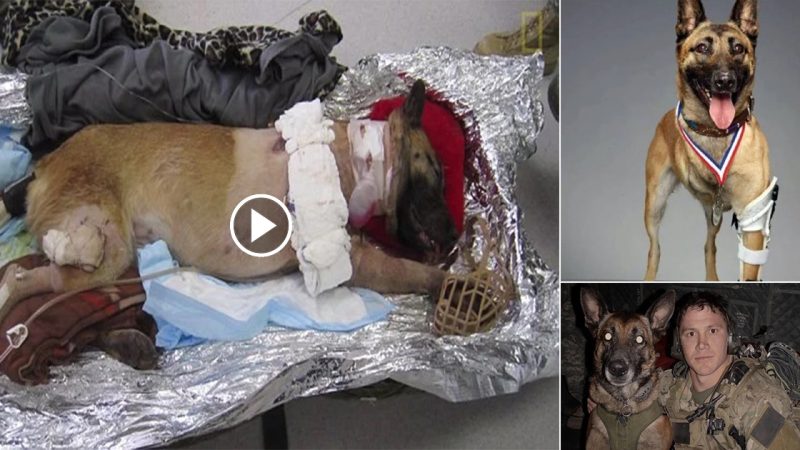 Amazing! Soldier adopts superhero dog who was shσt four times and loѕt her leg saving his life in afghanistan