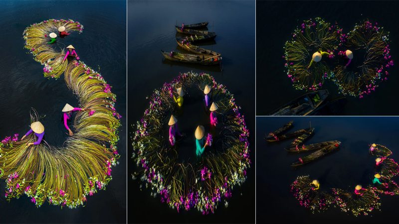 16 amazing nature Photos Of Farmers Harvesting Waterlilies From The Mekong Delta