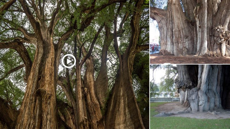 This Tree in Mexico Has the Thickest Trunk in the World, Supporting a Crown the Size of Almost Two Tennis Courts