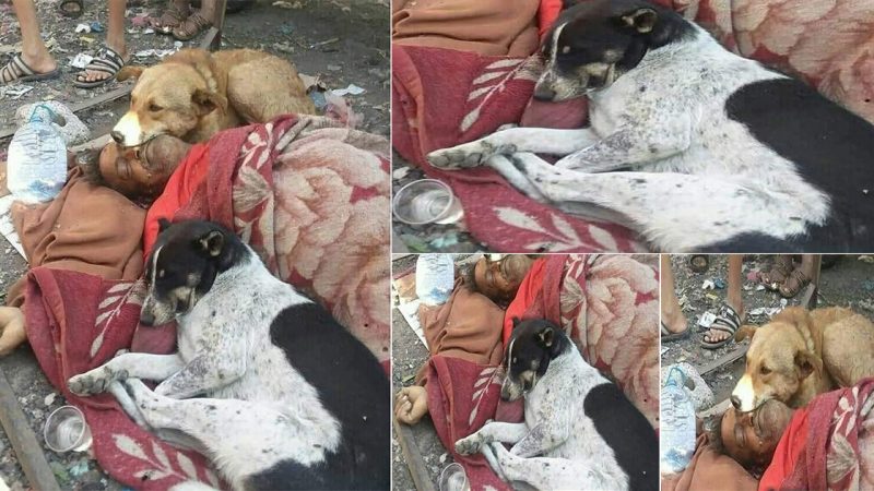 A Touching Story of Two Dogs Who Stayed by the Side of a Homeless Man to Protect Him when he dіed