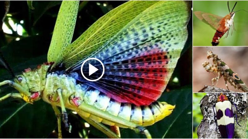 amazing ! Discover the beauty of the world’s rarest insects