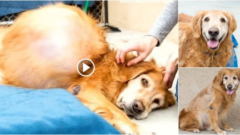 This Abandoned Golden Retriever With 46-Pound Tumor Could Hardly Walk On Beach