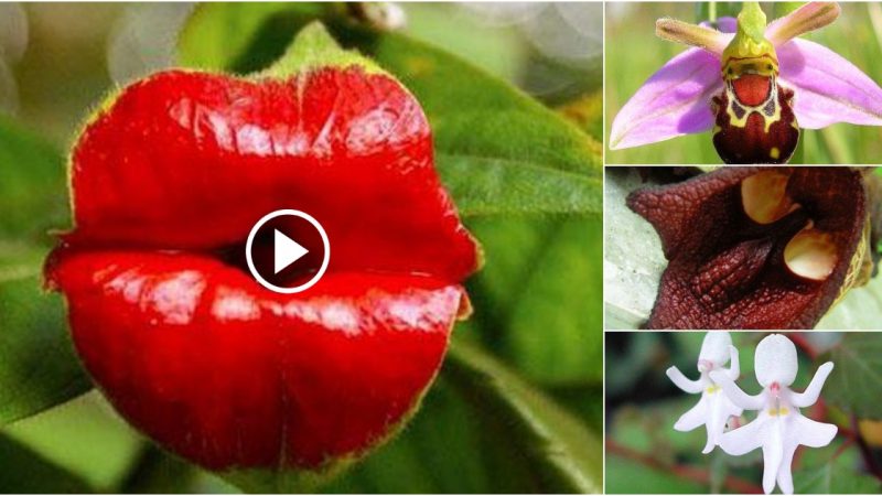 A Collection of 22 Bizarre flowers in the world