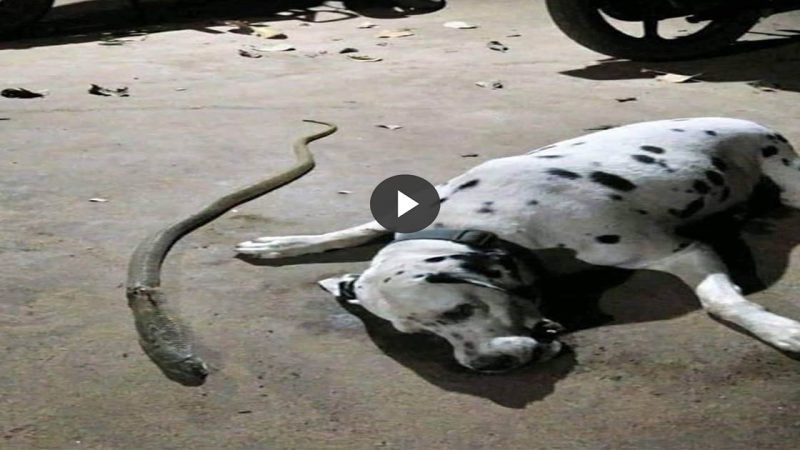 This brave dog bit a king cobra to protect its owner, but unfortunately the dog passed away.