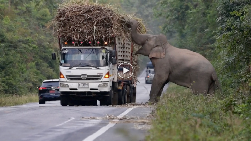 A greedy wild elephant stops passing trucks to steal sugarcane