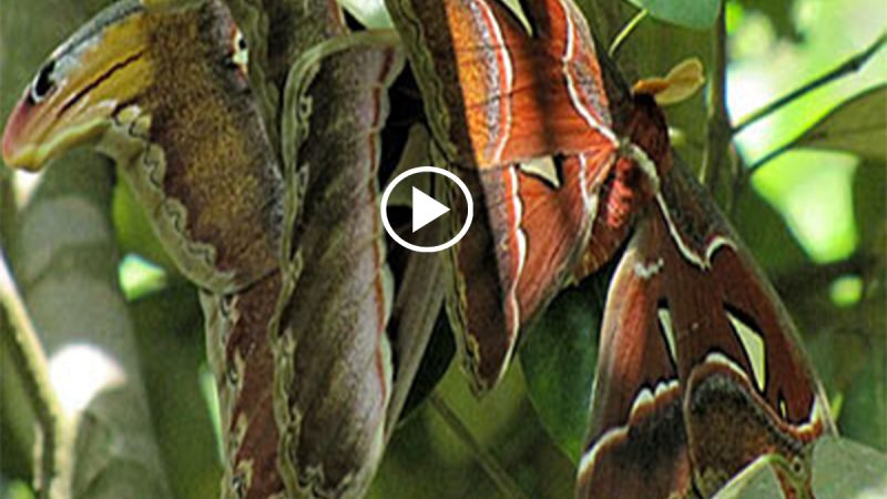 “Bizarre Sight of Butterfly with Snake Head on Tree Causes Panic Among Onlookers”