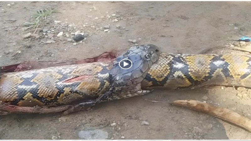 In the Philippines, a highly venomous cobra swallowed an entire python before being beaten to death by locals.