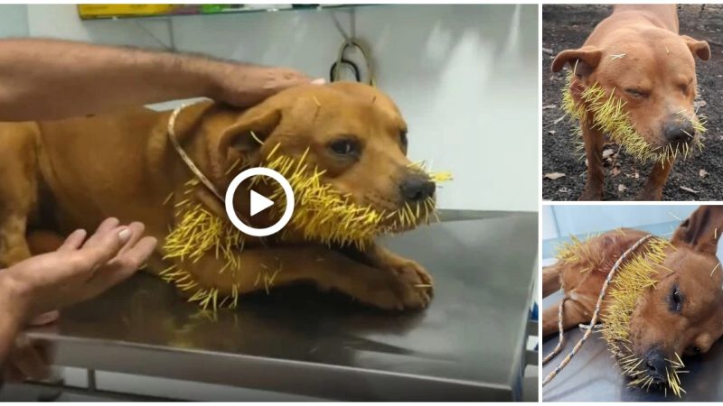 Dogs tease hedgehogs and the price to pay is hundreds of thorns in the face (Video)