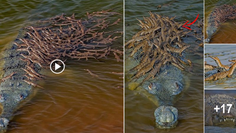 Croc Creche: Why Crocodilian Males Make Great Babysitters