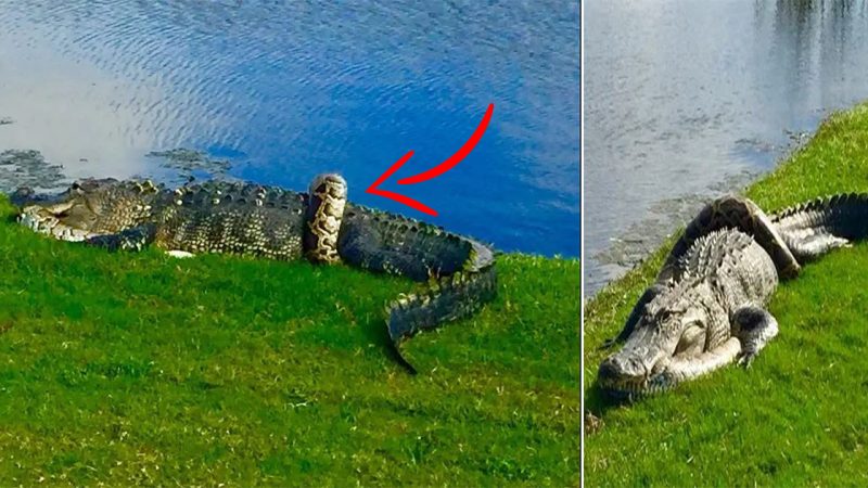 Alligator fights python in front of shocked golfers