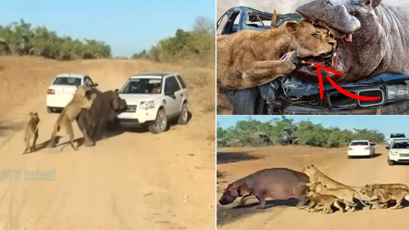 Enraged Giant Hippo Destroys Everything in Its Path Lion and Cars No Match for Its Wrath.