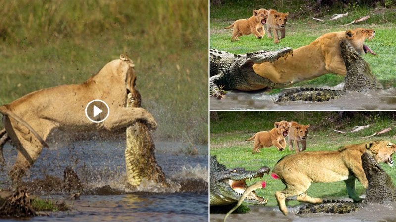 Mother Lion crosses a river to save two lion cubs.