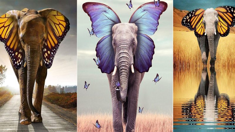 amazing art with butterflies and elephants