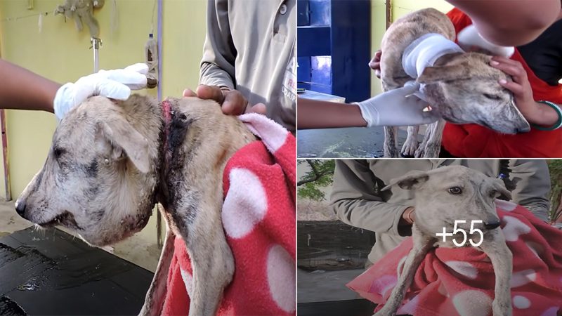 Poor Stray Dog found With A Huge Head, When They Took A Closer Look At Her Neck…