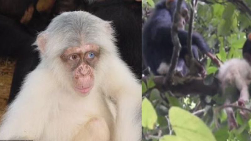 First Ever Wild Albino Chimpanzee Spotted In Uganda Shortly Before It Was Brutally Killed