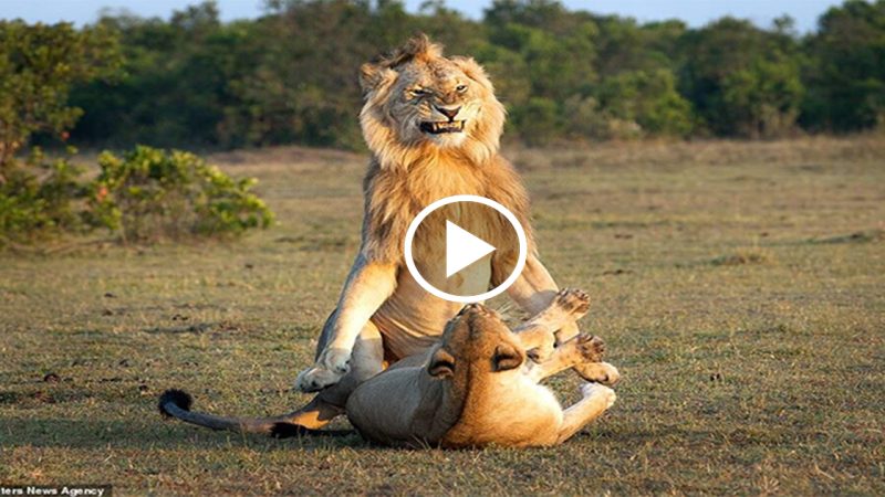 Lion Looks VERY Pleased With Himself As He Mates With A Lioness