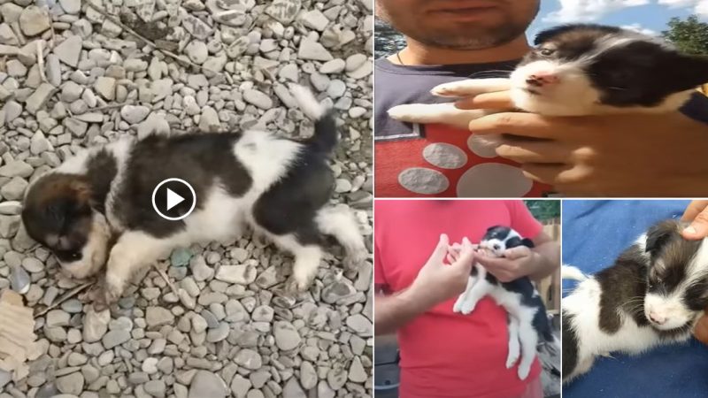 Abandoned over a fence, she is unable to sit up and spends all her time crying in agony.