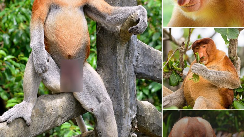 The Wonderful, Transcendent Life of an Odd-Nosed Monkey