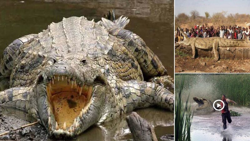 African Swamp King: Record-Breaking Crocodiles of Enormous Proportions (video)