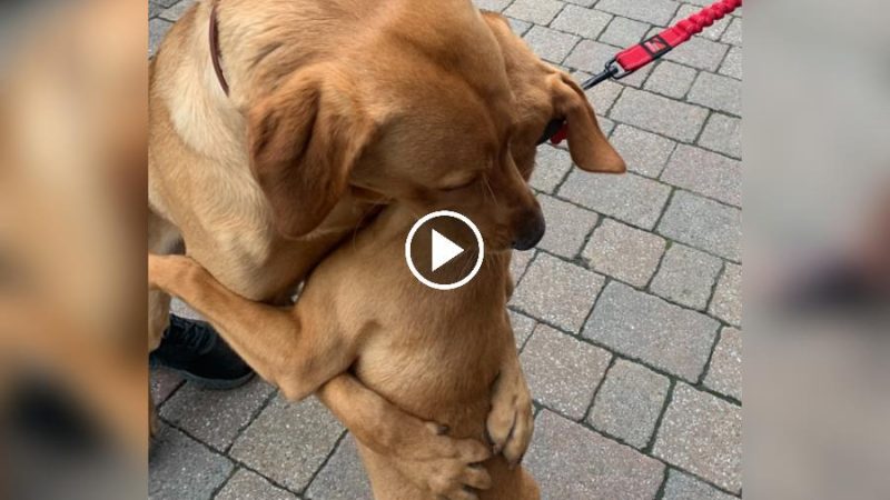 The dog hugs all the dogs he meets on the road to show his love