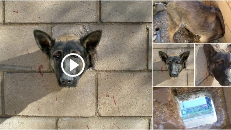 This Scared Little Puppy Cried Out in Fear and Pain! His head is stuck in a wall made of Concrete…