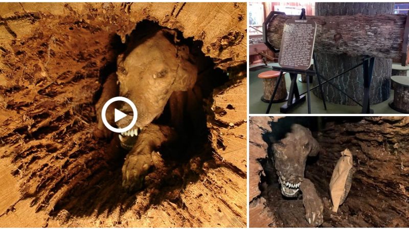 “Unbelievably Discoery: Perfectly Preserved Muммified Dog Discovered Trapped Inside Tree Trunk After 20 Years.”