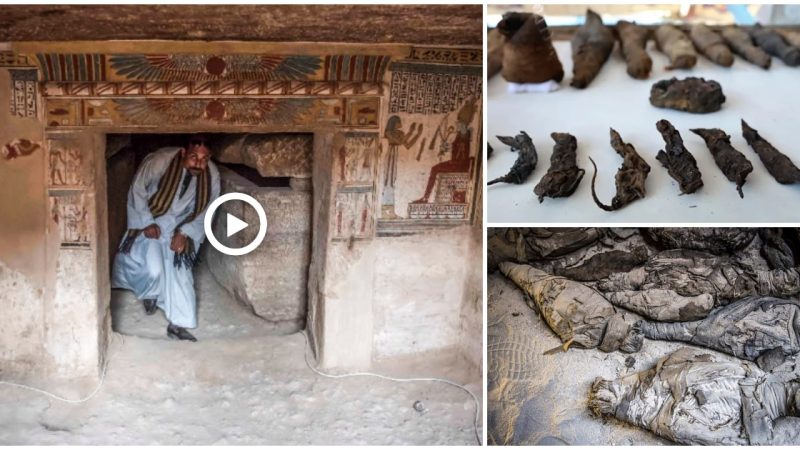 Egypt’s City of Akhmim Has a Tomb Filled with Mummified Cats, Mice, and Other Animals