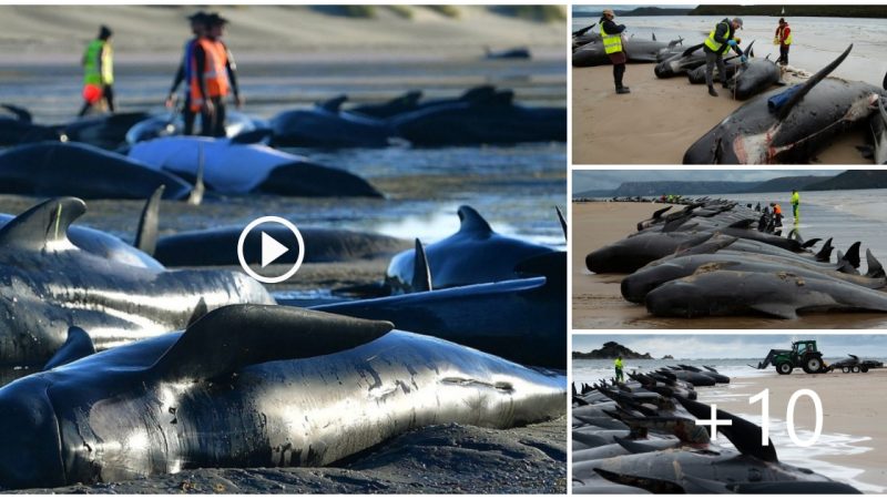 Race Against Time To Save 270 Whales In Stranded On Sandbars Off The Australian Island Of Tasmania