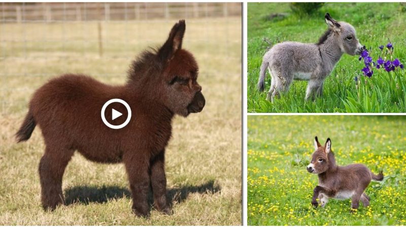 They are no bigger than a toddler. dwarf donkey