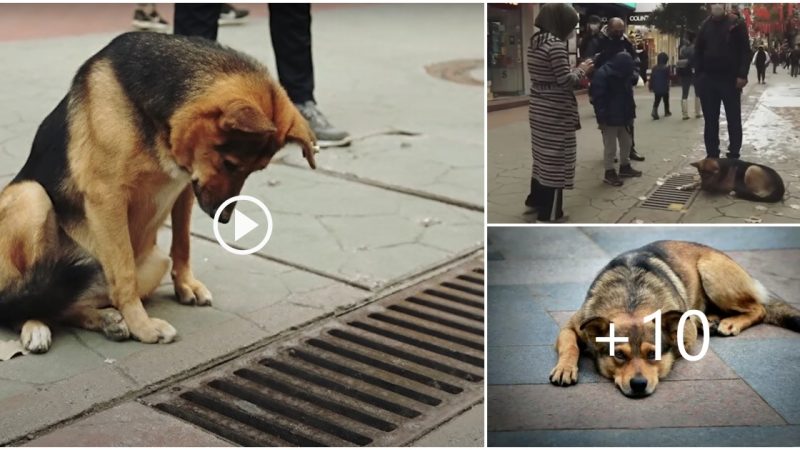 The dog sits sad looking at the sewer pipe every day, passers-by helping the dog make everyone sympathize