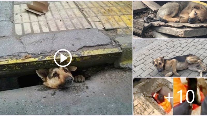 Guy surprised everyone by rescuing a puppy stranded in a sewer during a thunderstorm