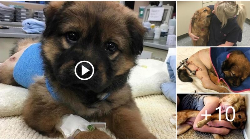 How A Tiny Injured Puppy Helped Me When I Most Required It