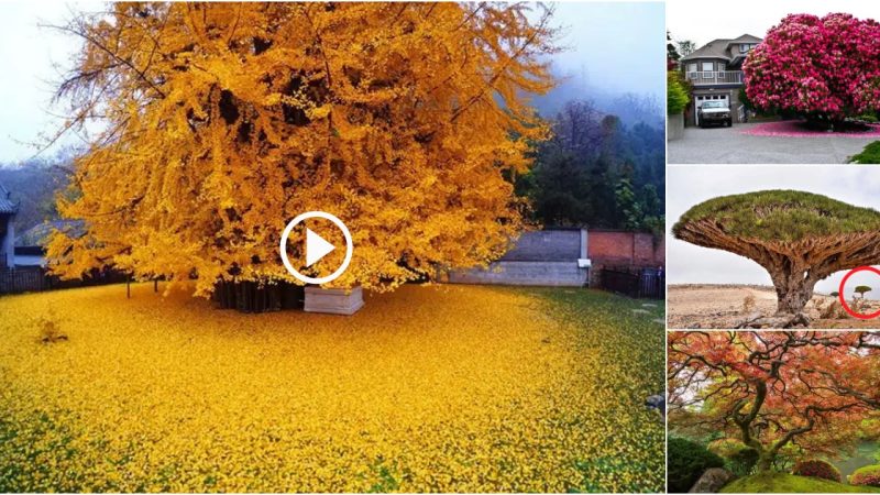 10 of The Most Incredible and Unique Trees In The World.