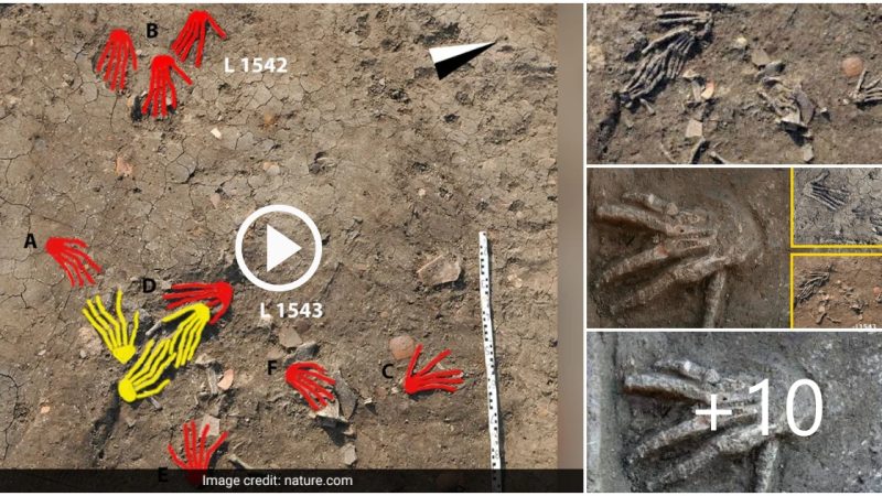 3,500-year-old severed hands recovered from pits in northern Egypt’s ancient city of Avaris may have been collected as battlefield trophies, according to a new study.