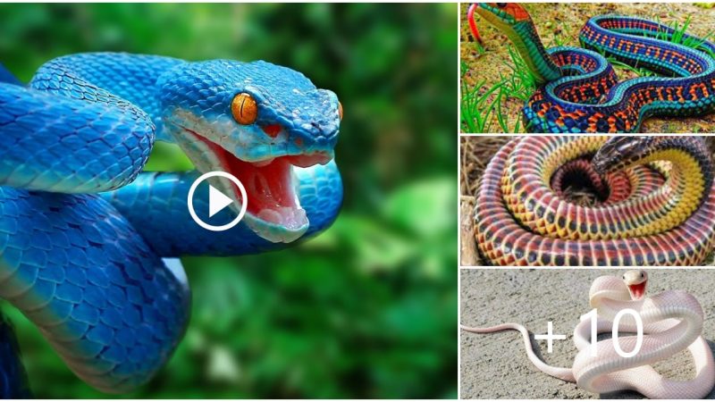 Beautiful Creature: Watch 10 Most Beautiful Snakes in the World