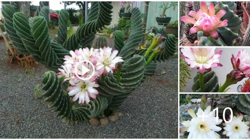 Spiral Cactus – The Most Unique Ornamental Plant in the World