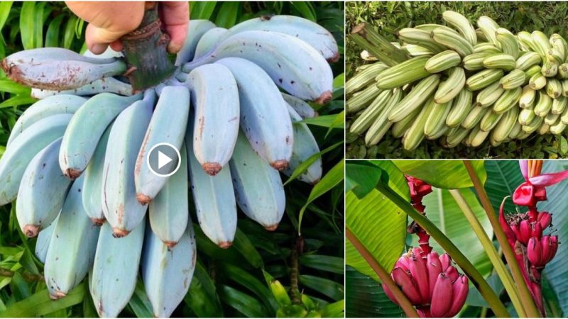 Spot giant bananas with unique shapes and vibrant colors you’ve never seen before.