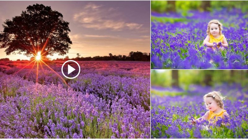 The beauty of blue bell blossoms in misty country.