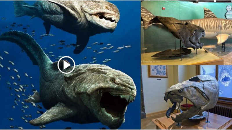 “Dunkleosteus,” one of the biggest and most ferocious sharks, lived 380 million years ago.