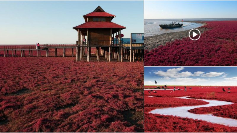 China’s magnificent red beach is the most enchanting scene you will see in the post below.