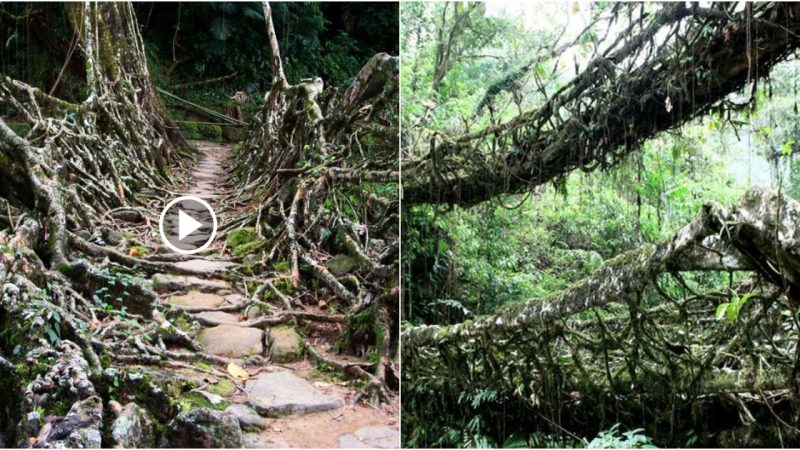 A Native American Tribe Plants Living Root Bridges