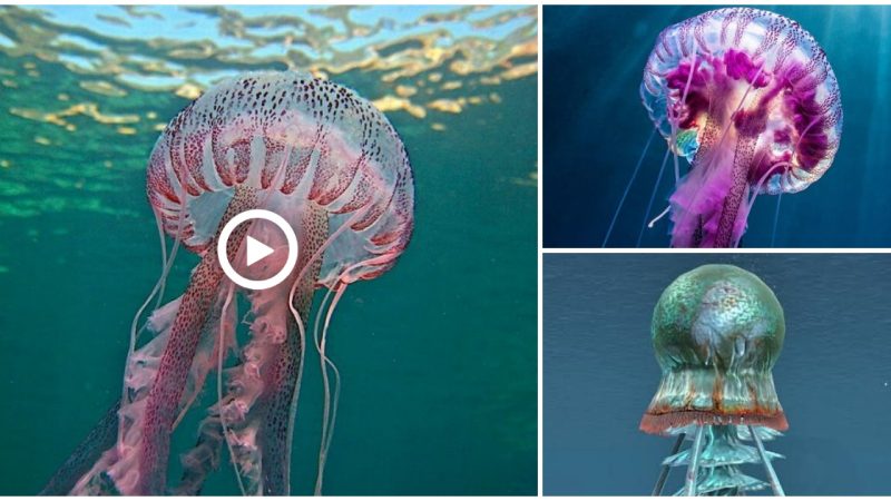 The sea jellyfish, also known as the sea squirrel, is a common marine animal around the world