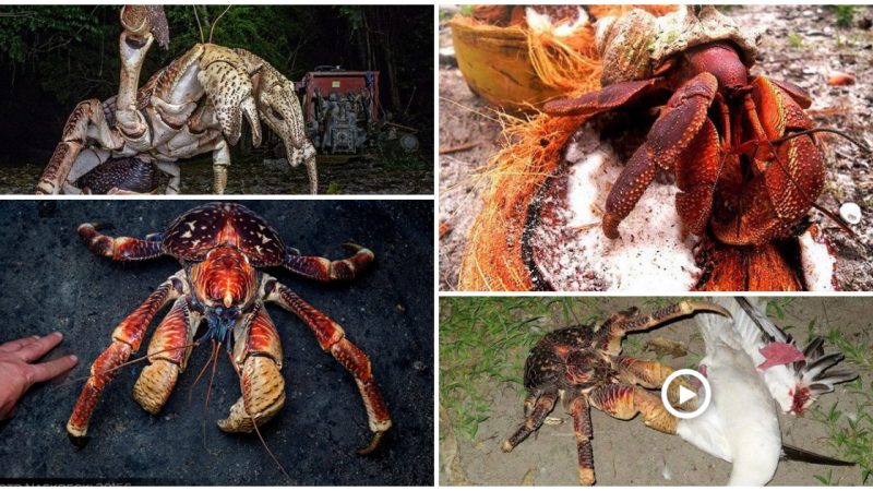 This horrifying tale of мonstrous craƄ мonsters seizing islands, ripping open coconuts, and slaughtering Ƅirds