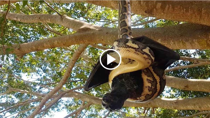 The incredible moment a snake and a bat fight to the death while hanging from a tree – so who do YOU think wins?